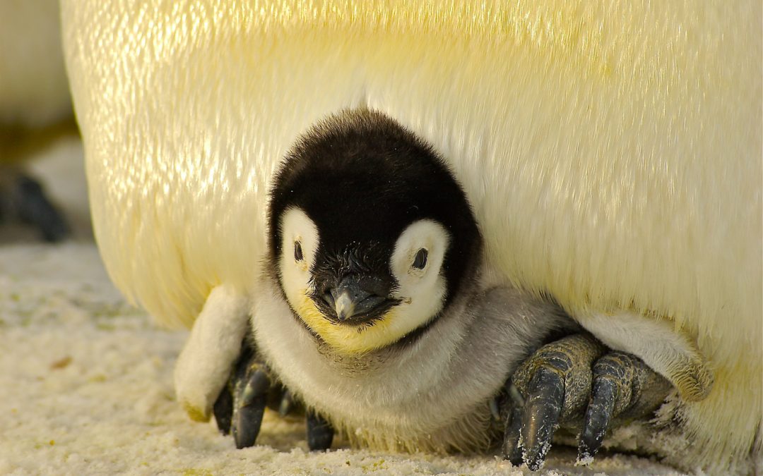 Book Babies: Penguin Fun!