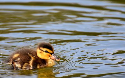 Storytime: Cool, Cool Water