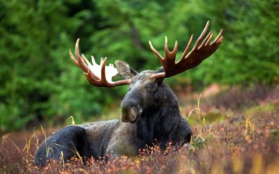 Storytime: Moose