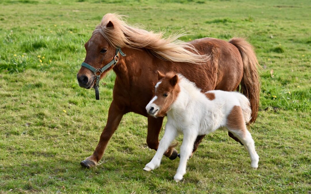 OCTOBER Book Babies + Toddlers: Horses & Ponies