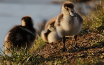 NOVEMBER Book Babies + Toddler Time: Duck, Duck, Goose