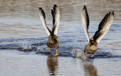 Storytime: G is for Geese