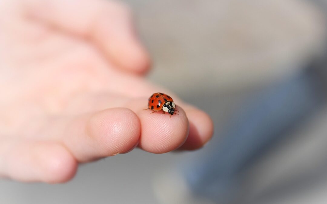 Storytime: L is for Ladybugs