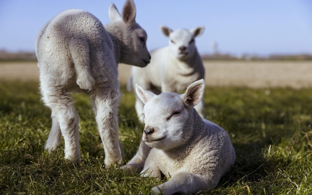 MARCH Book Babies + Toddlers: Lambs